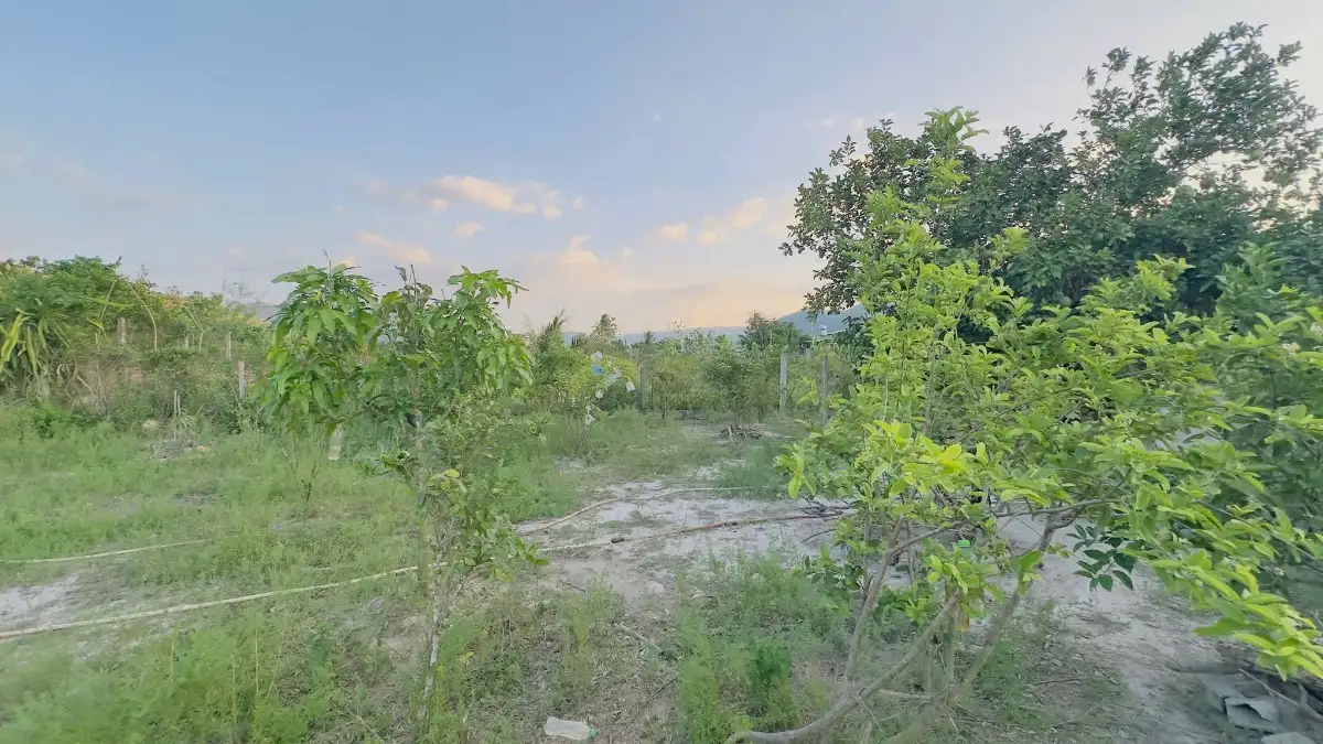 BÁN NHÀ VƯỜN XÃ PHƯỚC MỸ, QUY NHƠN – 1.700M² ĐẤT, CÓ THỔ CƯ, GIÁ CHỈ 3,1 TỶ